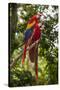 Roatan Butterfly Garden, Scarlet Macaw, Parrot, Tropical Bird, Honduras-Jim Engelbrecht-Stretched Canvas