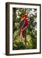 Roatan Butterfly Garden, Scarlet Macaw, Parrot, Tropical Bird, Honduras-Jim Engelbrecht-Framed Photographic Print