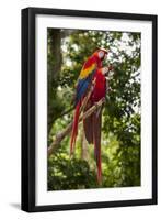 Roatan Butterfly Garden, Scarlet Macaw, Parrot, Tropical Bird, Honduras-Jim Engelbrecht-Framed Photographic Print