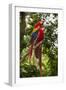 Roatan Butterfly Garden, Scarlet Macaw, Parrot, Tropical Bird, Honduras-Jim Engelbrecht-Framed Photographic Print