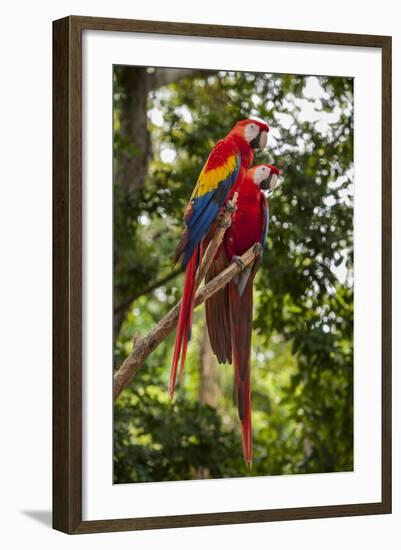 Roatan Butterfly Garden, Scarlet Macaw, Parrot, Tropical Bird, Honduras-Jim Engelbrecht-Framed Photographic Print