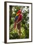 Roatan Butterfly Garden, Scarlet Macaw, Parrot, Tropical Bird, Honduras-Jim Engelbrecht-Framed Photographic Print