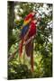 Roatan Butterfly Garden, Scarlet Macaw, Parrot, Tropical Bird, Honduras-Jim Engelbrecht-Mounted Photographic Print