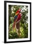 Roatan Butterfly Garden, Scarlet Macaw, Parrot, Tropical Bird, Honduras-Jim Engelbrecht-Framed Photographic Print