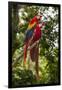 Roatan Butterfly Garden, Scarlet Macaw, Parrot, Tropical Bird, Honduras-Jim Engelbrecht-Framed Photographic Print