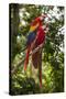 Roatan Butterfly Garden, Scarlet Macaw, Parrot, Tropical Bird, Honduras-Jim Engelbrecht-Stretched Canvas