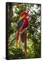 Roatan Butterfly Garden, Scarlet Macaw, Parrot, Tropical Bird, Honduras-Jim Engelbrecht-Framed Stretched Canvas