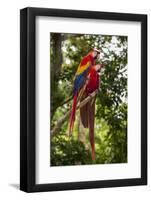 Roatan Butterfly Garden, Scarlet Macaw, Parrot, Tropical Bird, Honduras-Jim Engelbrecht-Framed Photographic Print