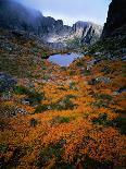 Deciduous Beech on Tasmania's West Coast Range, Tasmania, Australia-Rob Blakers-Framed Photographic Print