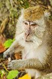 Crab-Eating (Long-Tailed) Macaque Monkey with Baby by a River, National Park at Pangandaran-Rob-Framed Photographic Print