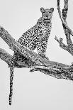 Leopard Portrait-Rob Darby-Photographic Print