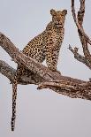 Leopard Portrait-Rob Darby-Photographic Print