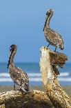 Pair of Brown Pelicans (Pelecanus Occidentalis) Perched at the Nosara River Mouth-Rob Francis-Photographic Print