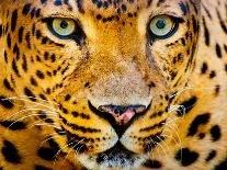 Close up Portrait of Leopard with Intense Eyes-Rob Hainer-Photographic Print