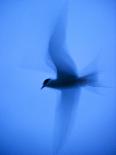 Puffin (Fratercula Arctica) with Sand Eels in Beak, Farne Islands, Northumberland, June-Rob Jordan-Photographic Print