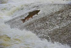 Tributary of River Tweed Where Brown Trout(Salmo Trutta) and Atlantic Salmon(Salmo Salar) Spawn, UK-Rob Jordan-Photographic Print