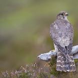 Merlin (Falco Columbarius) Female on Perch with Meadow Pipit Chick Prey, Sutherland, Scotland, UK-Rob Jordan-Photographic Print
