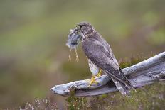 Merlin (Falco Columbarius) Female on Perch with Meadow Pipit Chick Prey, Sutherland, Scotland, UK-Rob Jordan-Framed Photographic Print