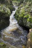 Tributary of River Tweed Where Brown Trout(Salmo Trutta) and Atlantic Salmon(Salmo Salar) Spawn, UK-Rob Jordan-Photographic Print