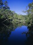 Everglades, Noosa, Queensland, Australia-Rob Mcleod-Photographic Print