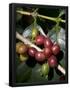 Essential Black