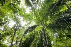 Inside Rainforest, Selva Verde, Costa Rica-Rob Sheppard-Photographic Print