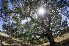 Spreading Oak Tree with Sun, Sonoma, California-Rob Sheppard-Photographic Print
