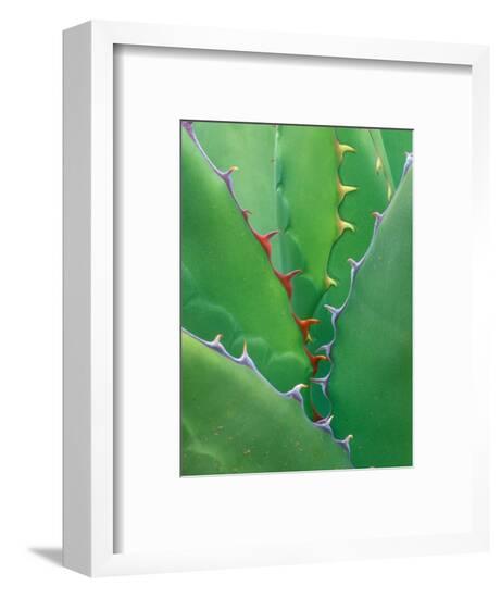 Framed Photographic Print, , large