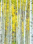 USA, Wyoming, Yellowstone NP, Lodgepole Pine Forest in the Winter-Rob Tilley-Photographic Print