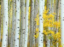 USA, Wyoming, Yellowstone NP, Lodgepole Pine Forest in the Winter-Rob Tilley-Photographic Print