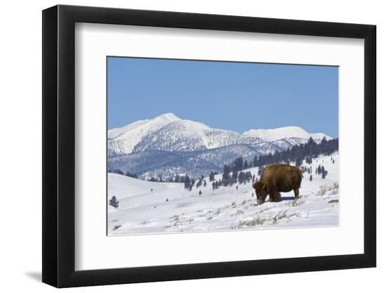 Premium Photographic Print, , large