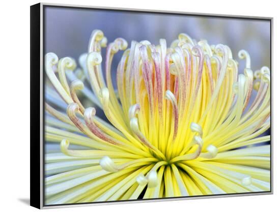 Framed Canvas Print, , large