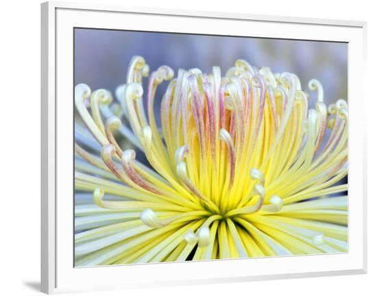 Framed Photographic Print, , large