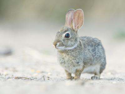 Desert Cottontail Rabbit, Rio Grande Valley, Texas, USA