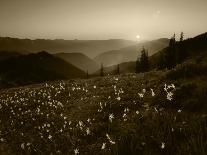 Obstruction Point at Sunset, Olympic National Park, Washington State, USA-Rob Tilley-Photographic Print