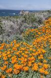 USA, California, Near Big Sur, California Poppies on the Central Coast-Rob Tilley-Photographic Print