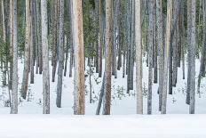 Aspen Grove, White River National Forest, Colorado, USA-Rob Tilley-Photographic Print