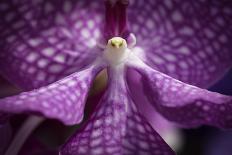 Colorful Macro Image of an Orchid, the Tropical Flower Having the Contour of a Big Bird like an Eag-Rob van Esch-Photographic Print