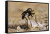Robber Fly (Saropogon Sp.) Hunting for Aerial Prey from a Beach Mat Covered with Sand and Pebbles-Nick Upton-Framed Stretched Canvas