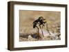 Robber Fly (Saropogon Sp.) Hunting for Aerial Prey from a Beach Mat Covered with Sand and Pebbles-Nick Upton-Framed Photographic Print