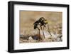 Robber Fly (Saropogon Sp.) Hunting for Aerial Prey from a Beach Mat Covered with Sand and Pebbles-Nick Upton-Framed Photographic Print