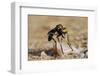 Robber Fly (Saropogon Sp.) Hunting for Aerial Prey from a Beach Mat Covered with Sand and Pebbles-Nick Upton-Framed Photographic Print