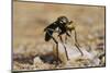 Robber Fly (Saropogon Sp.) Hunting for Aerial Prey from a Beach Mat Covered with Sand and Pebbles-Nick Upton-Mounted Photographic Print