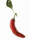 A Red Chilli Pepper with a Leaf-Robbert Koene-Mounted Photographic Print