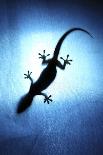 Silhouetted Gecko-Robbie Shone-Stretched Canvas