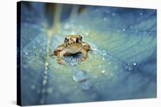 A Green Caterpillar Walked on a Fern Shoots with Green Background-Robby Fakhriannur-Photographic Print