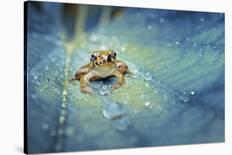 Mating Butterflies on Mushroom with Blue Background and Sunrays-Robby Fakhriannur-Photographic Print