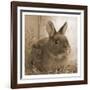 Robby-Sheldon Lewis-Framed Art Print