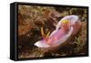 Robe Hem Hypselodoris-Hal Beral-Framed Stretched Canvas