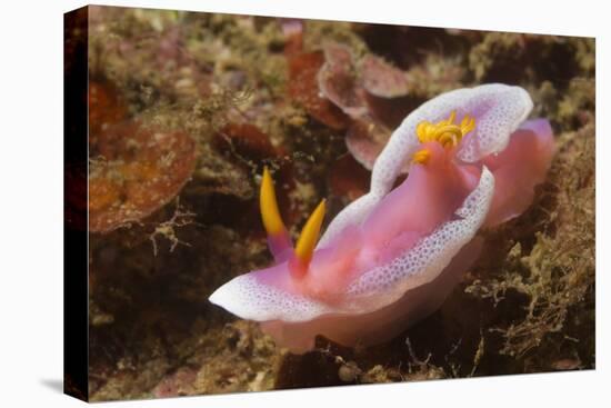 Robe Hem Hypselodoris-Hal Beral-Stretched Canvas